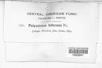 Polystictus biformis image
